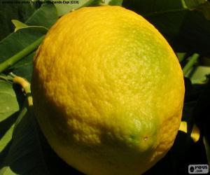 Rompicapo di Limone