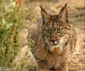 Rompicapo di Lince europea