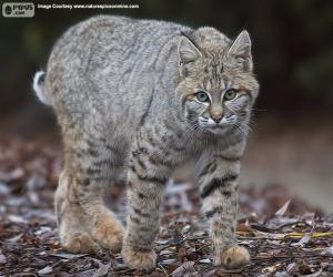 Rompicapo di Lince rossa