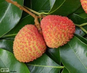 Rompicapo di Litchi