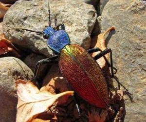 Rompicapo di Lo scarabeo peorro - Cile -