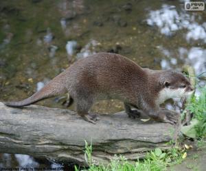 Rompicapo di Lontra