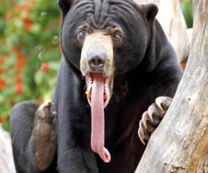 Rompicapo di L'orso malese