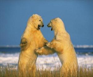Rompicapo di Lotta di due grandi orsi polari