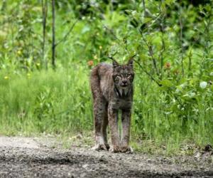 Rompicapo di Lynx, con forte gambe, orecchie lunghe, coda breve e cappotto screziato