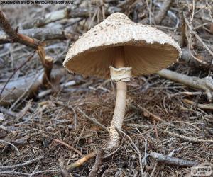 Rompicapo di Macrolepiota procera