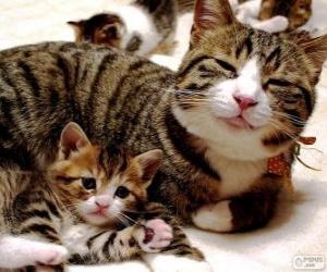 Rompicapo di Mama gatto con il suo gatto bambino