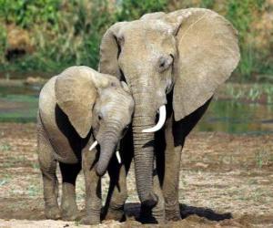 Rompicapo di Mamma controllare il piccolo elefante con l'aiuto della sua proboscide