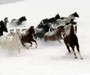 Rompicapo di Mandria di cavalli di corsa nella neve
