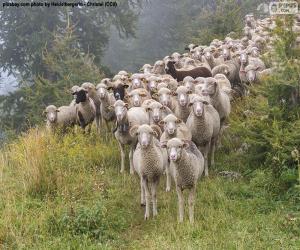 Rompicapo di Mandria di pecore