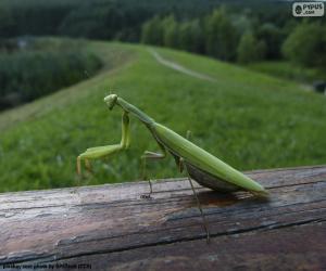 Rompicapo di Mantide religiosa verde