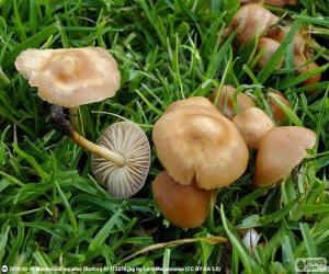 Rompicapo di Marasmius oreades