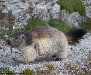 Rompicapo di Marmotta delle Alpi