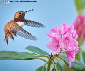 Rompicapo di Maschio Colibrì rossiccio fiore