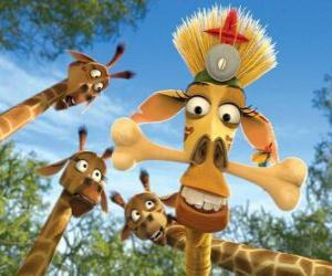 Rompicapo di Melman la giraffa, dissimulata sotto gli occhi curiosi di giraffe altri