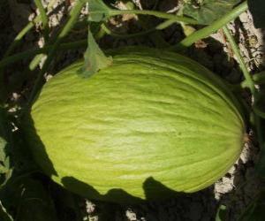Rompicapo di Melone