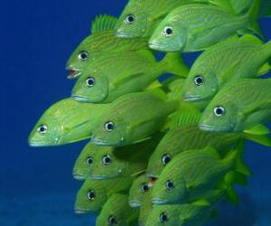 Rompicapo di Moltitudine di pesci verde