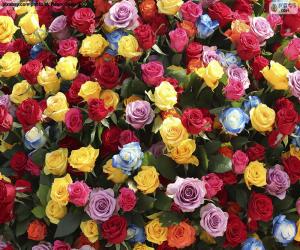 Rompicapo di Multi-colored roses