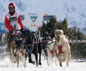 Rompicapo di Mushing