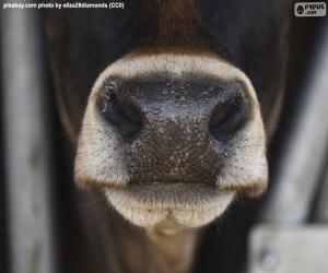 Rompicapo di Muso di mucca