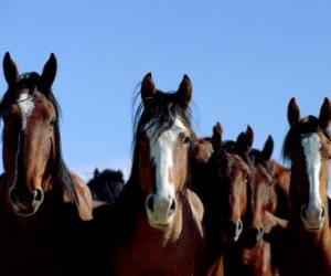 Rompicapo di Mustang in libertà