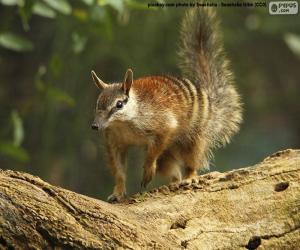 Rompicapo di Numbat