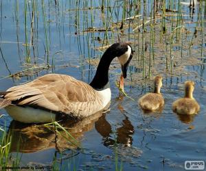 Rompicapo di Oca del Canadà al lago