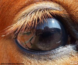 Rompicapo di Occhio del cavallo