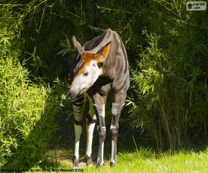 Rompicapo di Okapi