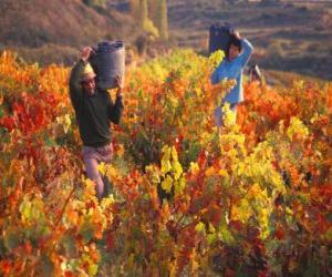 Rompicapo di Operai nella vendemmia