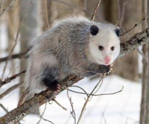 Rompicapo di Opossum