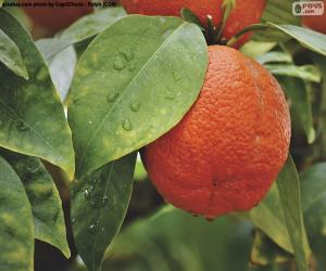 Rompicapo di Orange nell'albero