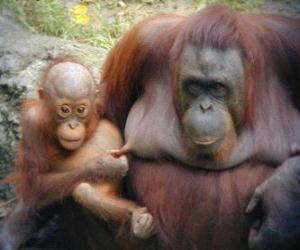 Rompicapo di orangutan con il suo bambino
