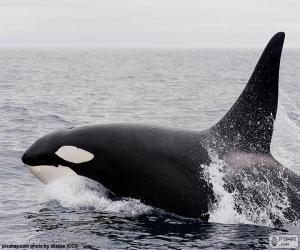 Rompicapo di Orca, balena assassina