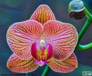 Rompicapo di Orchidea Phalaenopsis