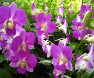 Rompicapo di Orchidee Lilla