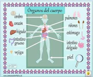 Rompicapo di Organi del corpo umano in spagnolo