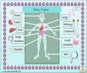 Rompicapo di Organi del corpo umano in inglese