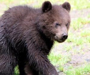 Rompicapo di Orsetto, cucciolo di orso