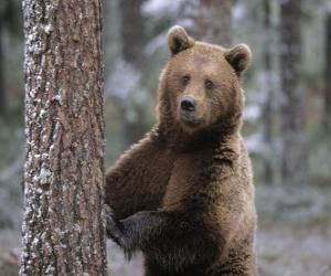 Rompicapo di Orso bruno europeo in piedi appoggiata su un albero