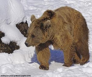 Rompicapo di Orso bruno sulla neve