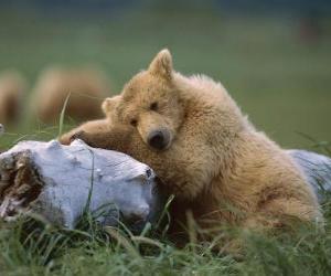 Rompicapo di Orso che riposa sul tronco