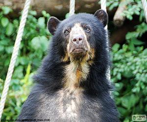 Rompicapo di Orso dagli occhiali