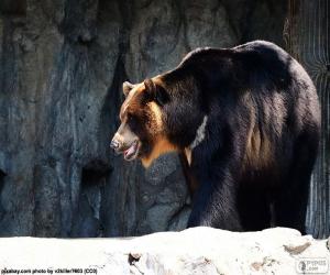 Rompicapo di Orso dal collare o tibetano