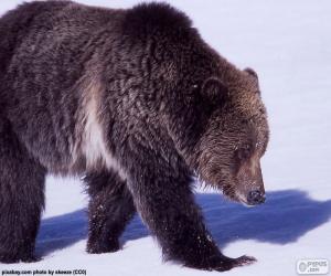 Rompicapo di Orso Grizzly