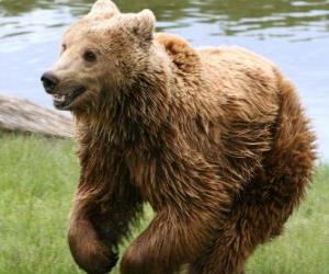 Rompicapo di Orso in corsa