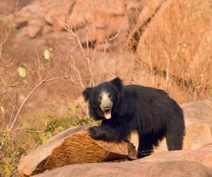 Rompicapo di Orso labiato o orso giocoliere che camina goffamente sul terreno