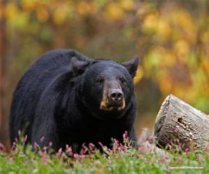 Rompicapo di Orso nel paesaggio