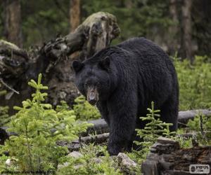 Rompicapo di Orso nero