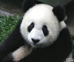 Rompicapo di Orso panda